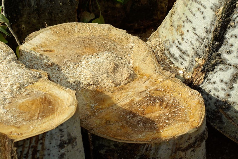 Sciures de bois comme celles employées pour fabriquer les granulés