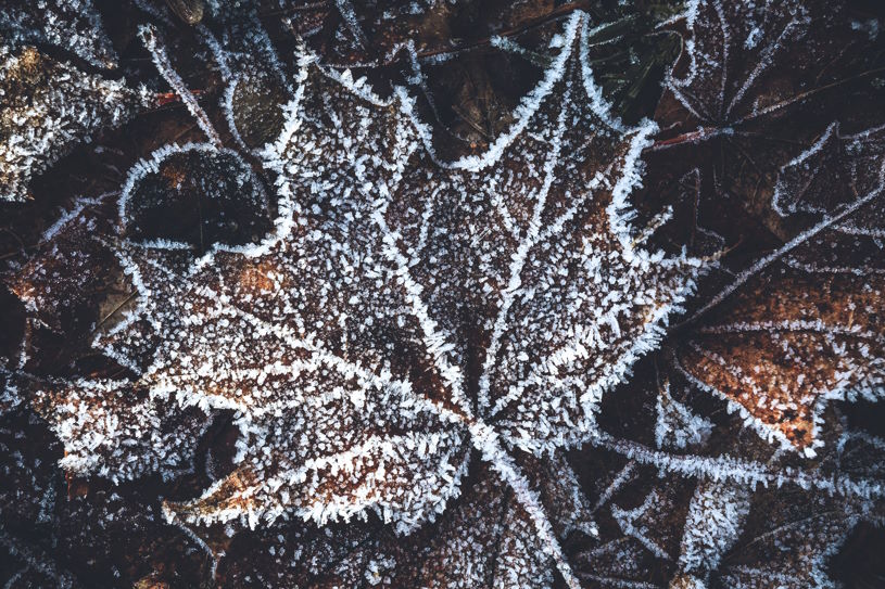 Comment conserver ses pellets pour la prochaine saison froide ? Image d’une feuille gelée pour illustrer l’hiver.